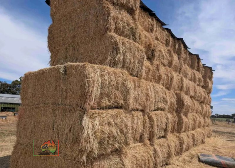 8x4x3 Bales of Quality Wheaten Hay. - photo 3