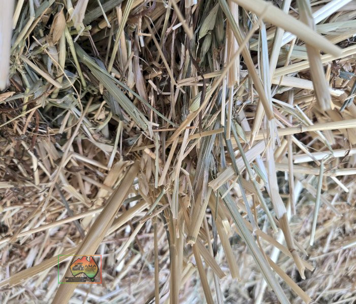 6x Bales of Oaten Hay - photo 2