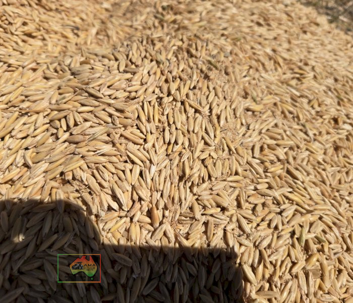 Yallara Seed Oats ($/bag) - photo 2