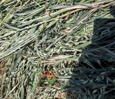 Rolls of Pure Oaten Hay ($/Bale) - photo 4