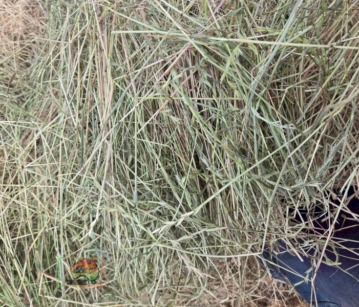 Rolls of Pasture Hay ($/Roll) - photo 4