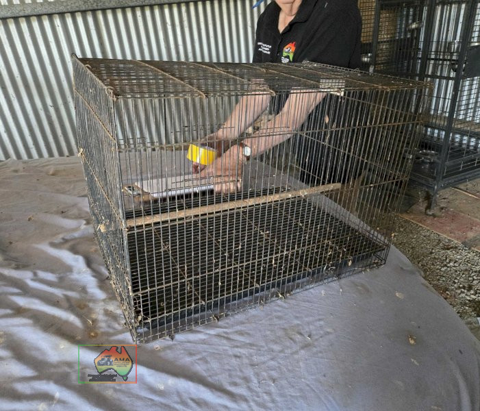 Budgie Bird Cage