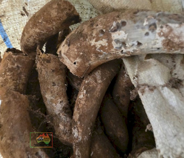 Bag of Cow Horns - photo 2