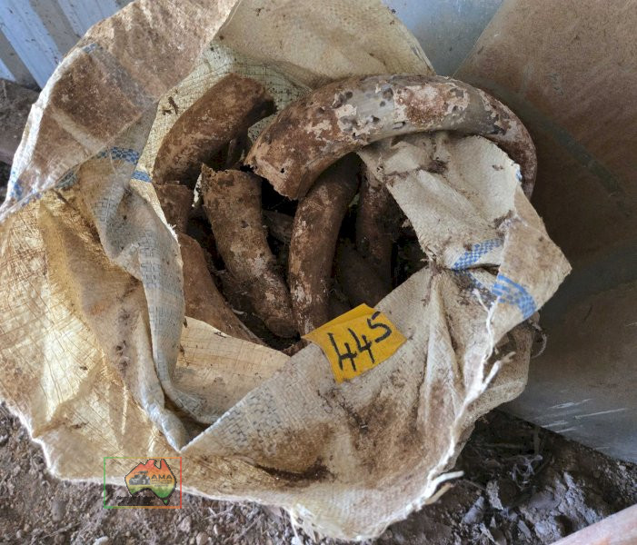 Bag of Cow Horns - photo 3
