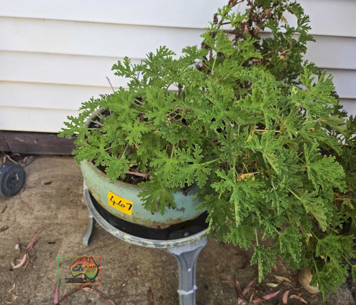Geranium Pot Plant on Cast Stand - photo 2