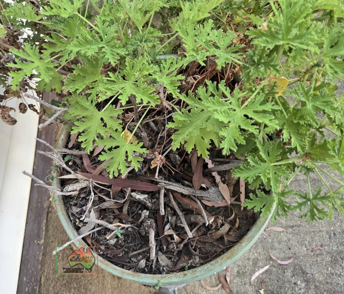 Geranium Pot Plant on Cast Stand - photo 4