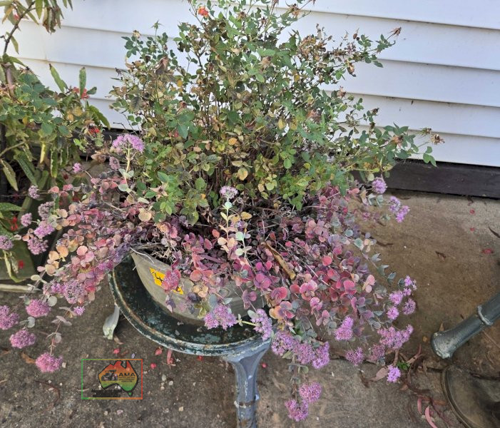 Rose Pot Plant on Cast Stand - photo 5