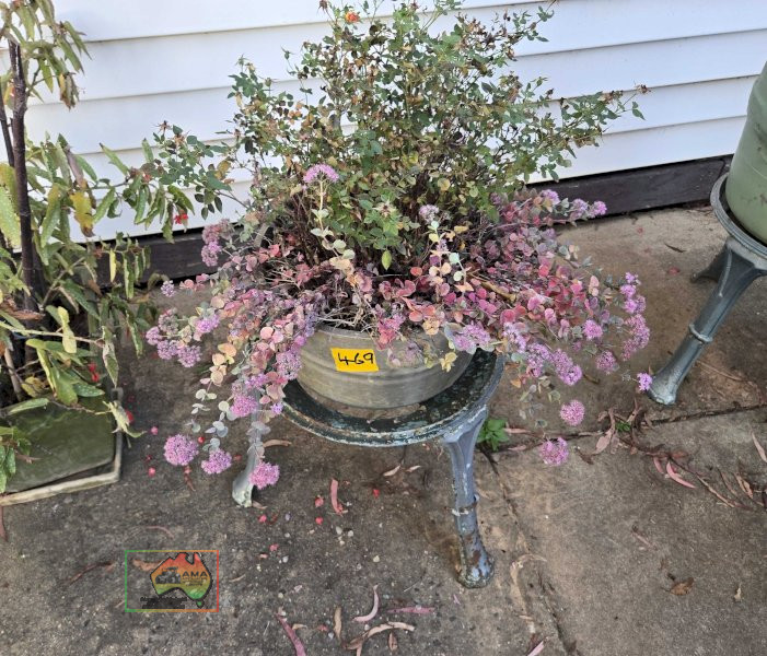 Rose Pot Plant on Cast Stand - photo 4