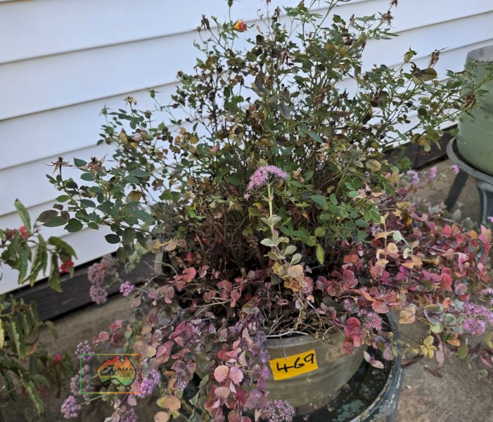 Rose Pot Plant on Cast Stand - photo 3