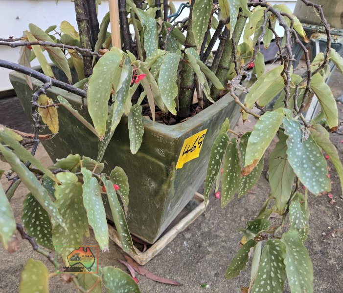 Begonia in Square Pot