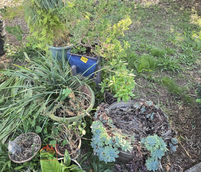 Assorted Pot Plants
