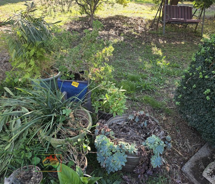 Assorted Pot Plants - photo 5