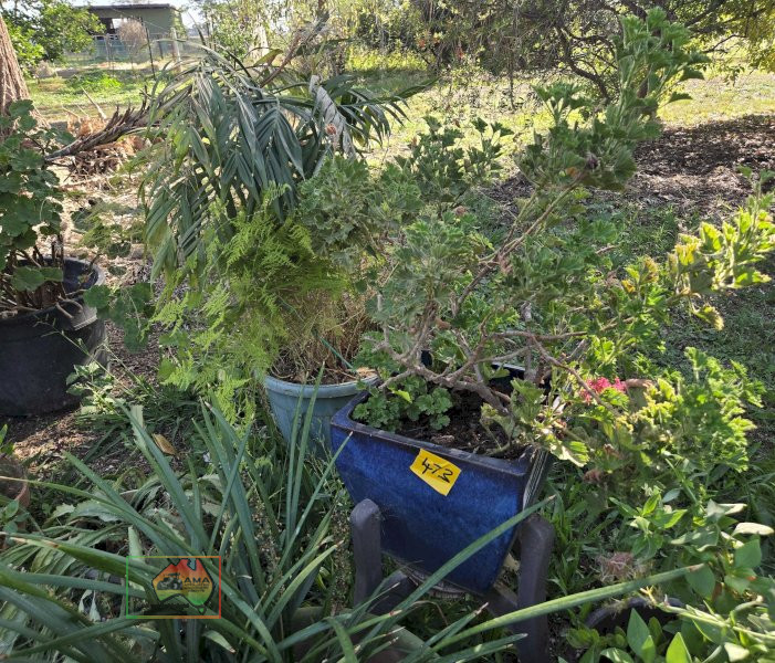 Assorted Pot Plants - photo 3