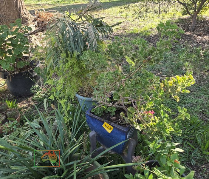 Assorted Pot Plants - photo 2
