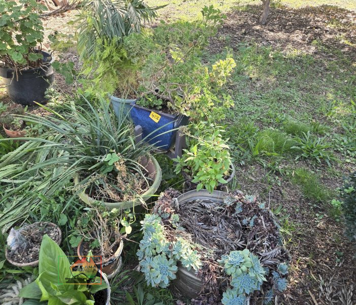 Assorted Pot Plants - photo 4