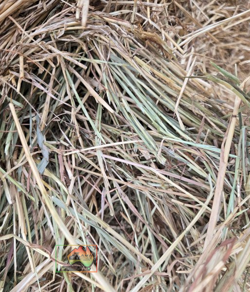 Rolls of 4x4 Rye & Barley Hay ($/Roll) - photo 3