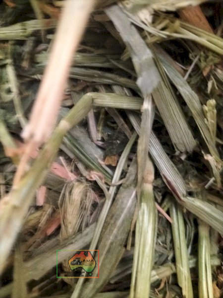 42 Bales of 8x4x3 Barley Hay ($/Bale) - photo 3