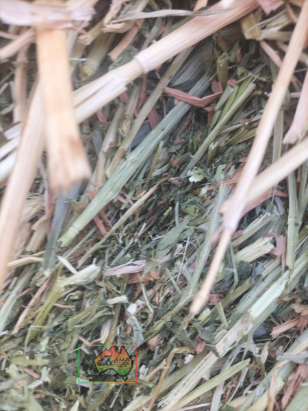 42 Bales of 8x4x3 Oaten Hay ($/Bale) - photo 2
