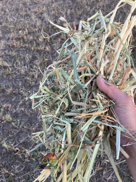 50 Rolls of 5x4 Oaten Hay ($/roll) - photo 2