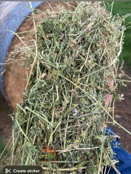 20 Rolls of 5x4 Pure Lucerne Hay ($/roll) - photo 5
