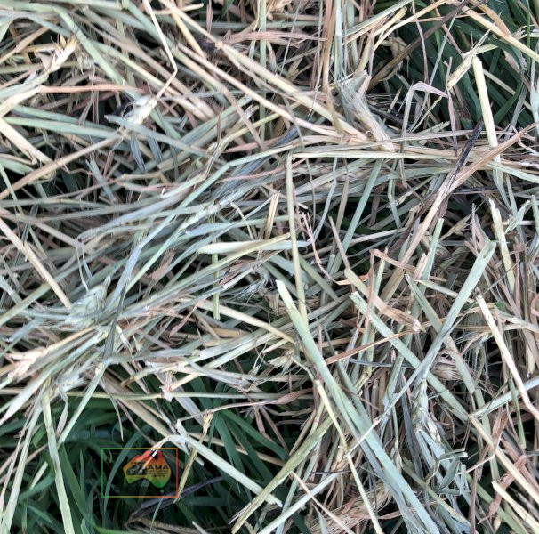 50 Rolls of 5x4 Wheaten Hay ($/roll) - photo 2