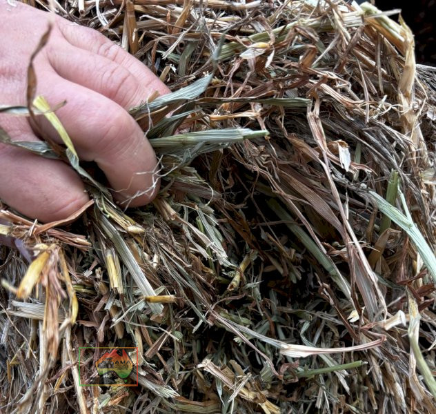 61 Bales of 8x4x3 Oaten Hay ($/Bale) - photo 1
