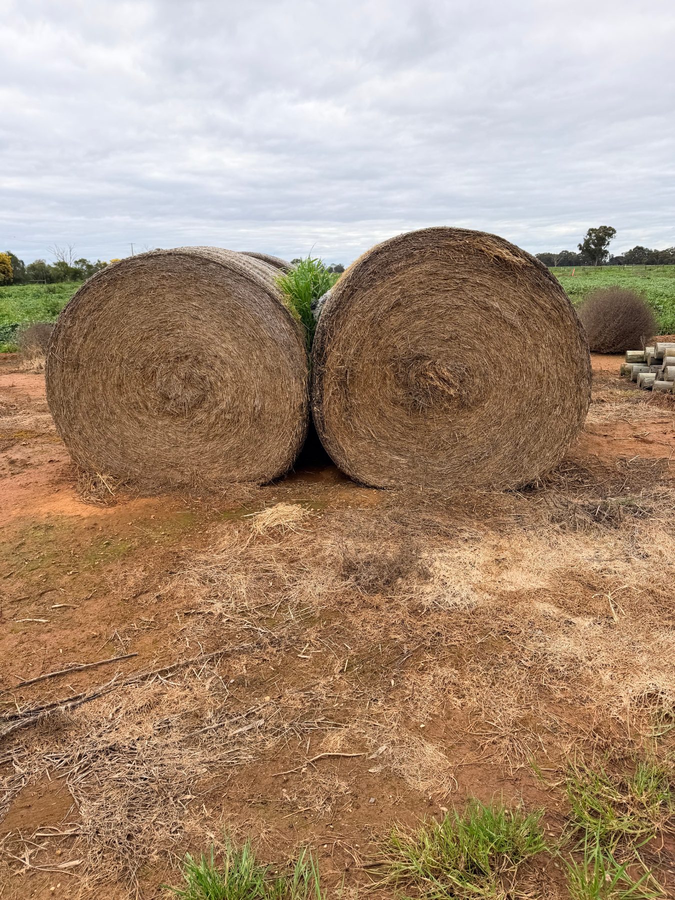 6 of 5x4 rolls of cereal hay - photo 2