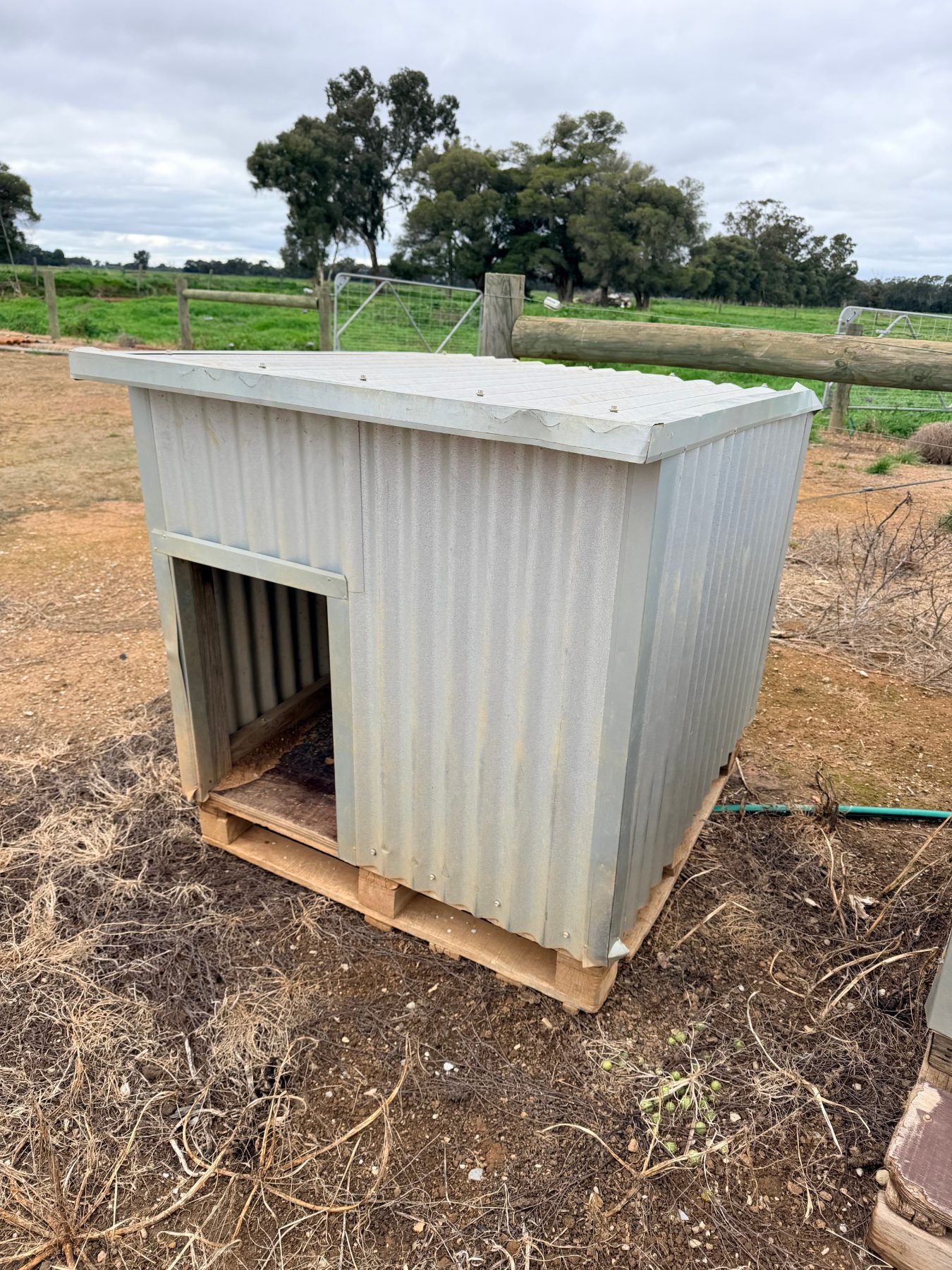 Large Dog Kennel