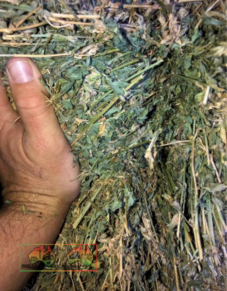 600 Small Squares Lucerne Hay Available for pickup and delivery - photo 2