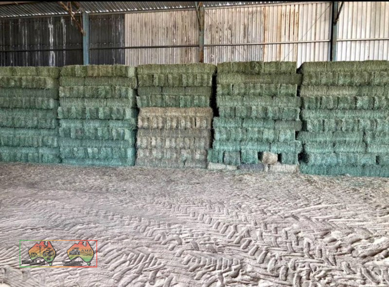 600 Small Squares Lucerne Hay Available for pickup and delivery - photo 1