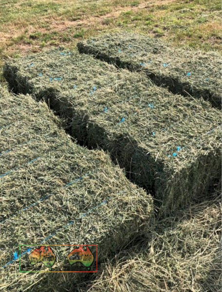 600 Small Squares Lucerne Hay Available for pickup and delivery - photo 3