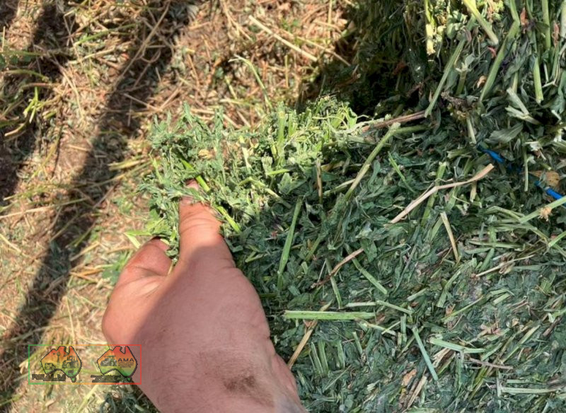 Small Square Lucerne Bales - Second Cut $22 each - photo 2