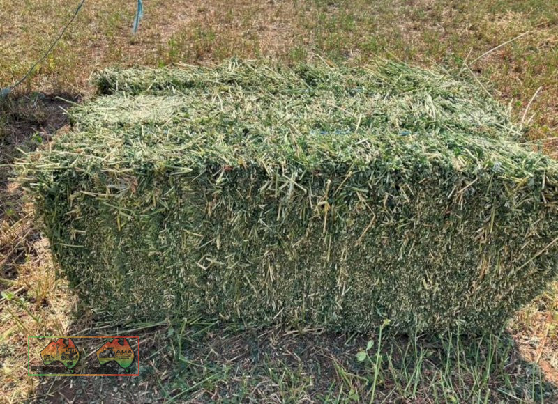 Small prime lucerne square bales weighting at 25kg each $22 plus gst per bale 300 available - photo 4