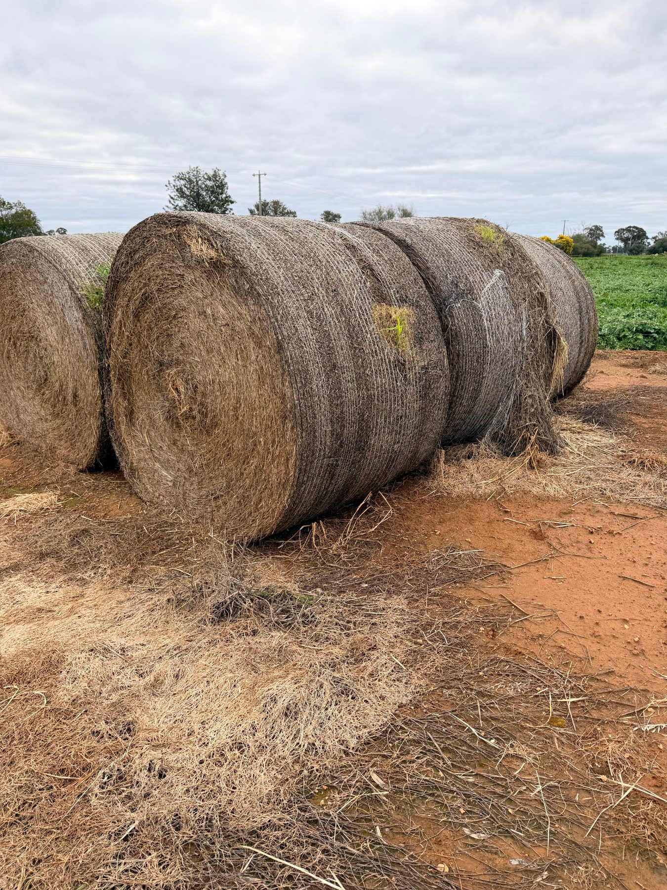 6 of 5x4 rolls of cereal hay