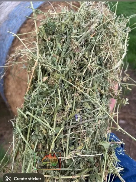 20 Rolls of 5x4 Pure Lucerne Hay ($/roll)