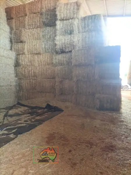 42 Bales of 8x4x3 Barley Hay ($/Bale)