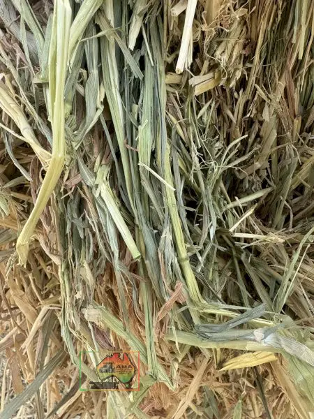 Oaten hay