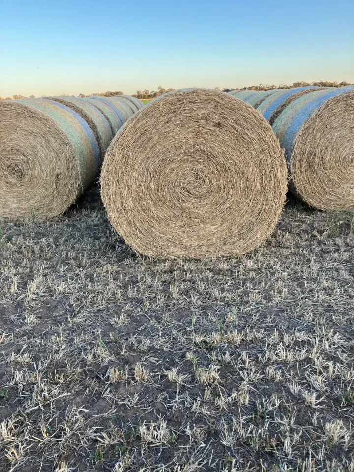 Lucerne hay