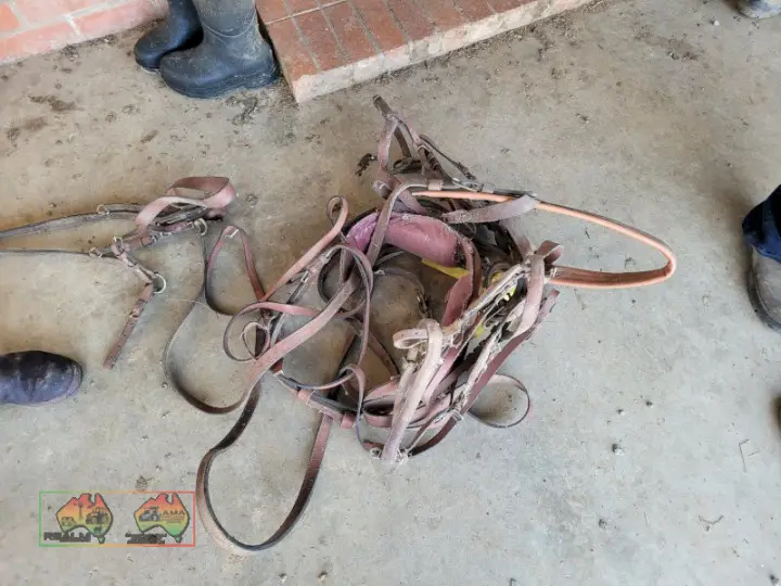 Sulky Harness (No.1)