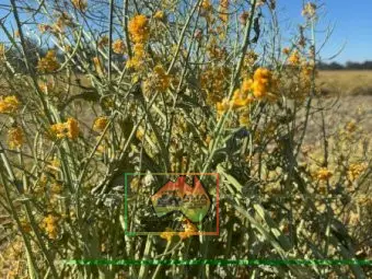 61 Bales of 8x4x3 Canola Hay ($/Bale)