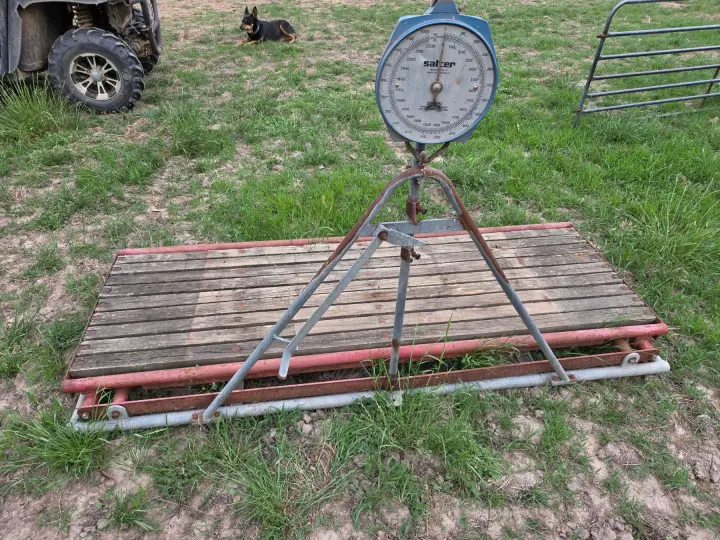 Used - In-race Livestock Weighing Platform