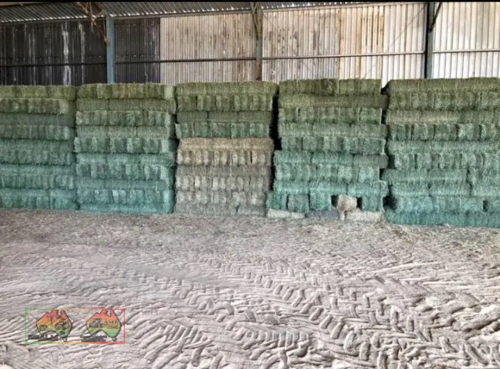 600 Small Squares Lucerne Hay Available for pickup and delivery