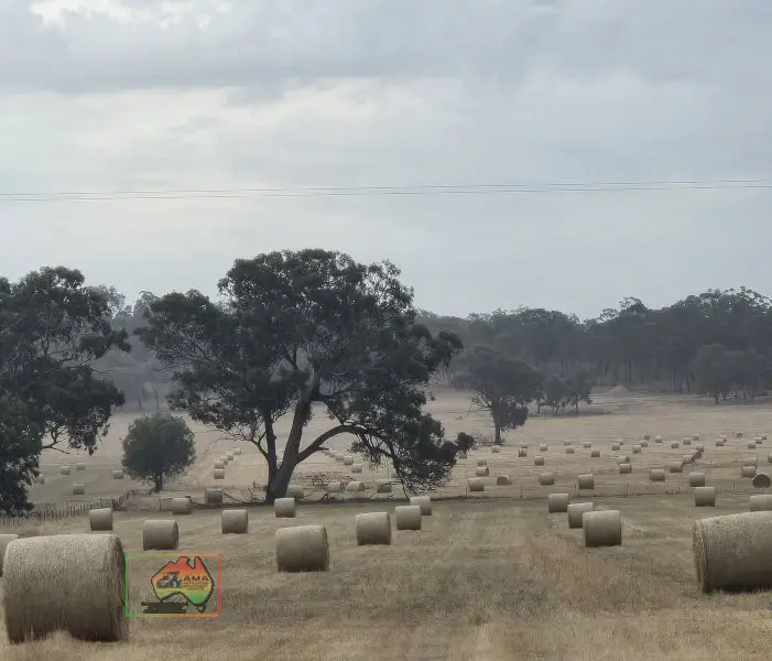 Rolls of Rye & Red Wheat Hay ($/Roll)