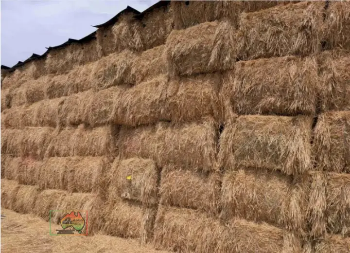 8x4x3 Bales of Quality Wheaten Hay.