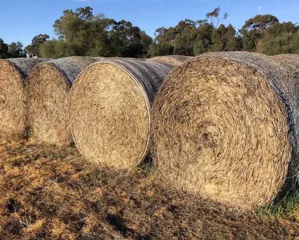 Wheaten hay