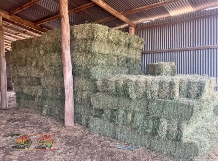 Small Square Lucerne Bales - Second Cut $22 each