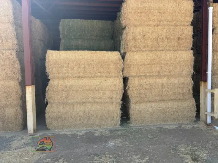 41x Big Squares Premium Lucerne
