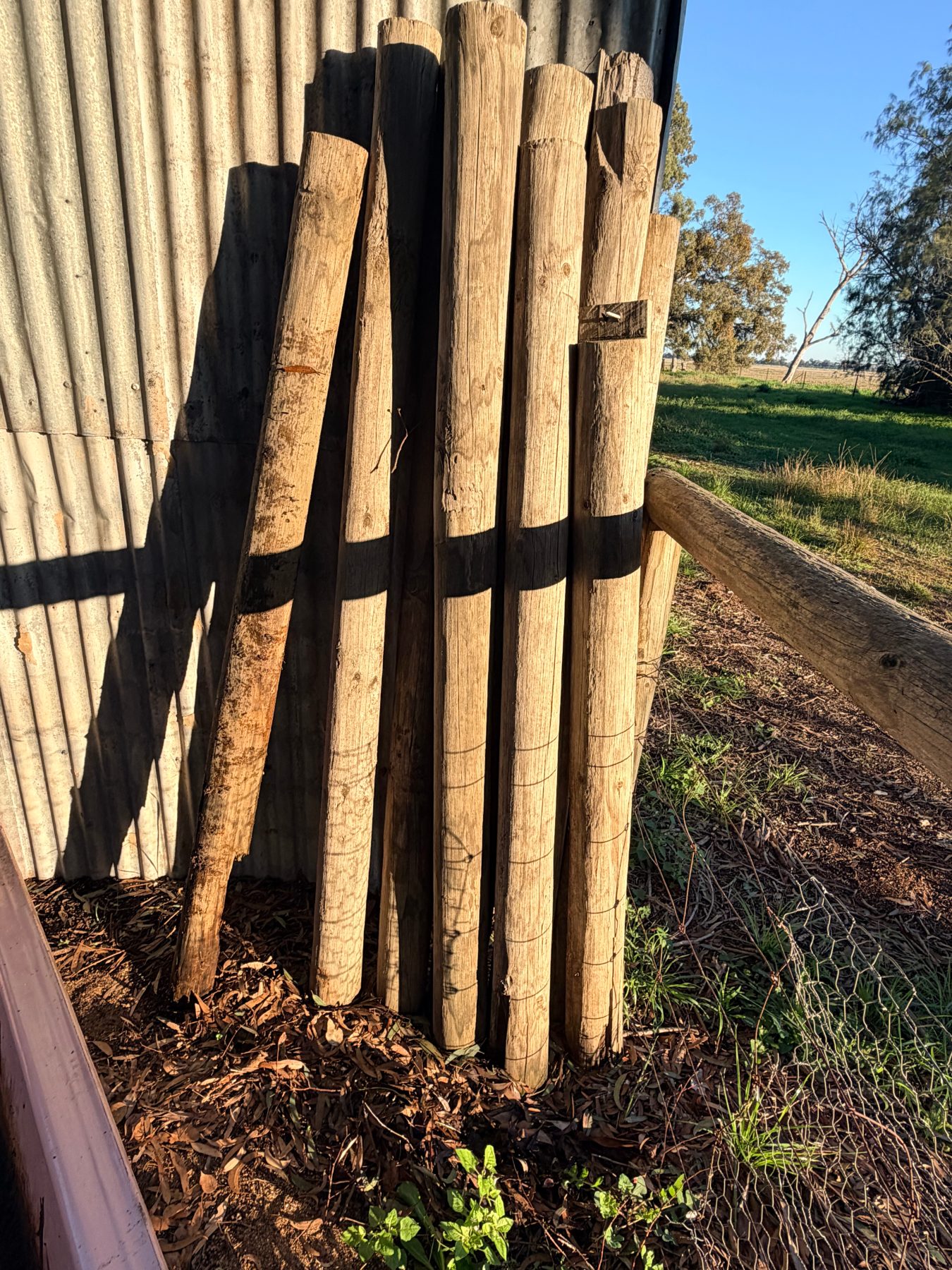 Assorted pine poles