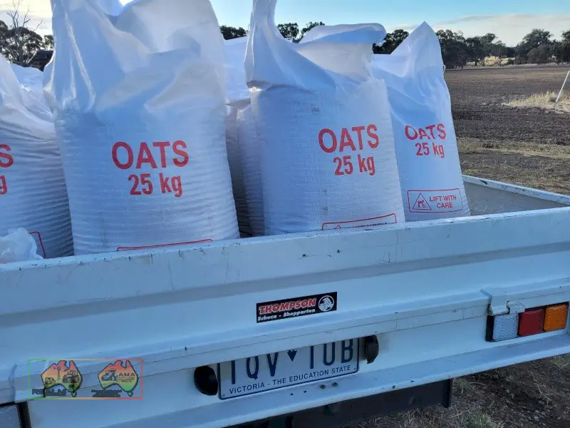Winteroo Seed Oats (50x 25Kg Bags) - ($/bag) - photo 1