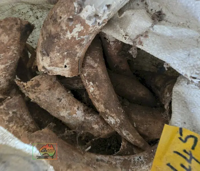 Bag of Cow Horns - photo 4